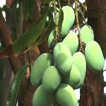 Mango Pits, Coconut Shells Could Generate Electricity