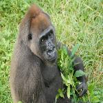 Saving the Cross River Gorilla
