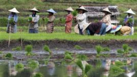 Rice Production Grows, but Not Everywhere